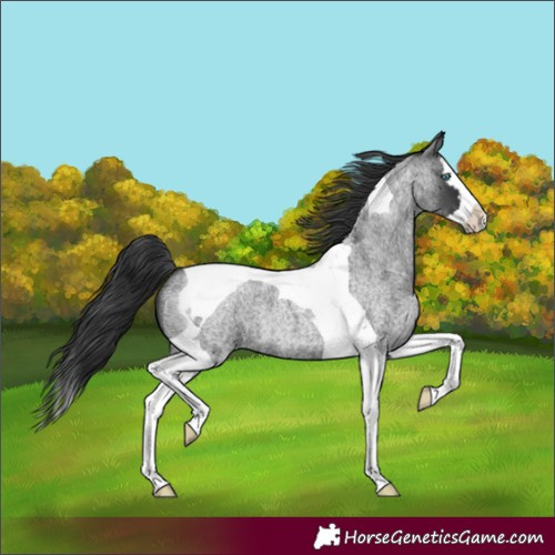 Horse Color:Blue Roan Splash Tobiano 