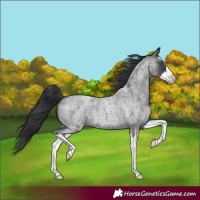 Horse Color:Blue Roan Splash
