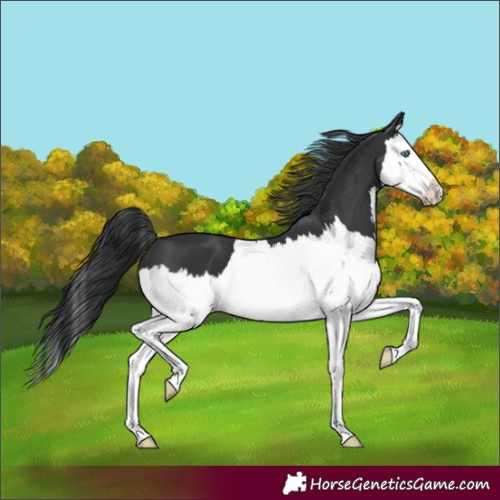 Horse Color:Black Splash 