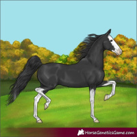 Horse Color:Black Splash 