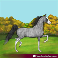 Horse Color:Blue Roan Splash
