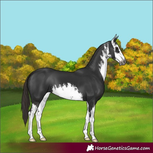 Horse Color:Gray White Spotted Liver Chestnut 