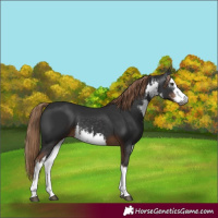 Horse Color:Gray White Spotted Liver Chestnut 