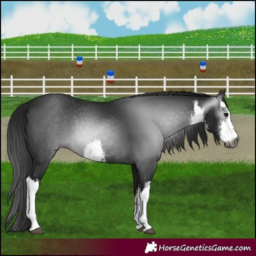 Horse Color:Gray White Spotted Brown