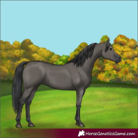 Horse Color:Grullo