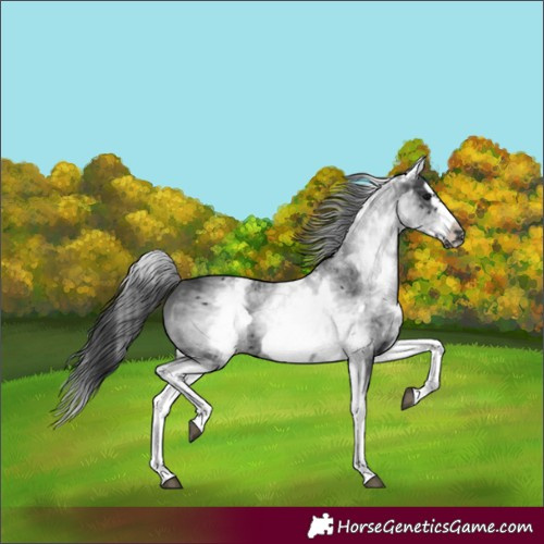 Horse Color:White Spotted Black Splash Frame 
