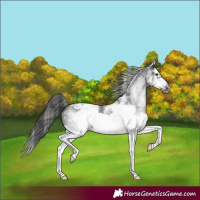 Horse Color:White Spotted Black Splash Frame Appaloosa 