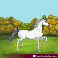 Horse Color:White Spotted Blue Roan Splash Frame 