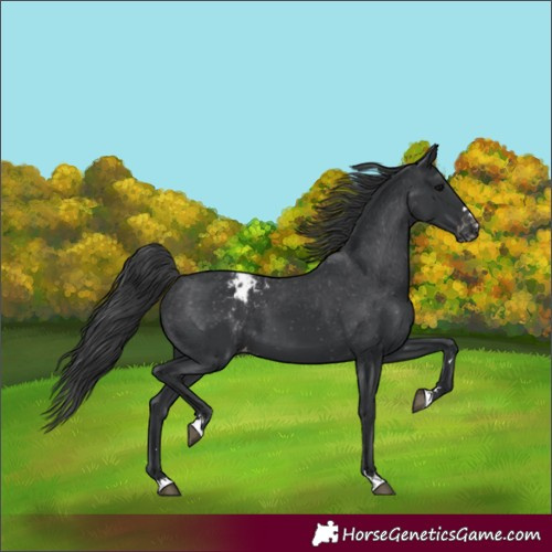 Horse Color:Black Appaloosa 