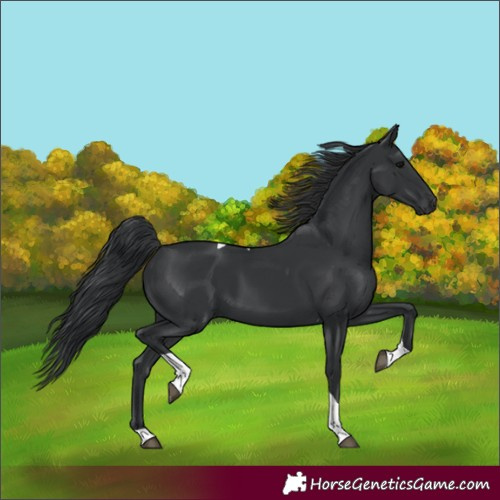 Horse Color:Black Tobiano 