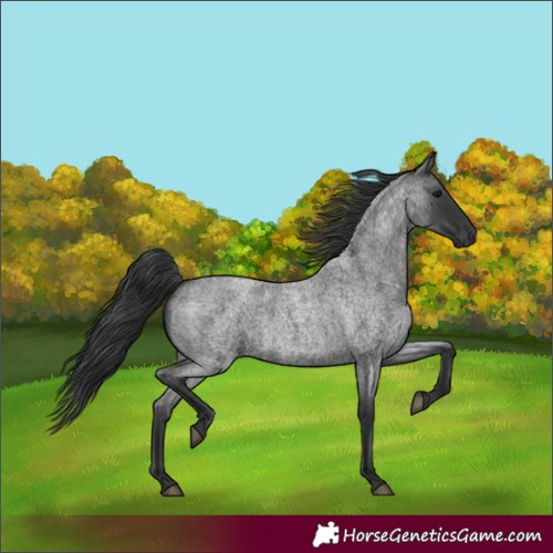 Horse Color:Blue Roan 
