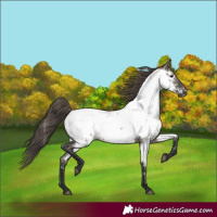 Horse Color:Grullo Appaloosa 