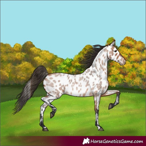 Horse Color:Bay Roan Leopard 