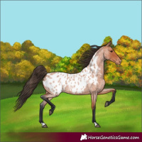 Horse Color:Bay Roan Appaloosa