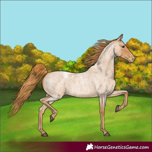 Horse Color:Red Roan Blanket 
