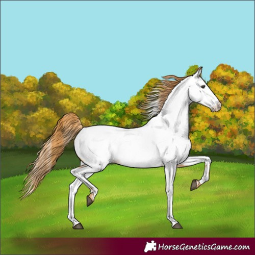 Horse Color:Red Roan Near Fewspot 