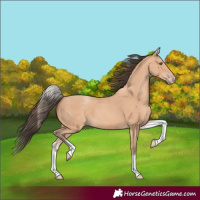 Horse Color:White Spotted Amber Champagne