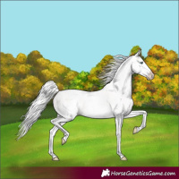 Horse Color:White Spotted Cremello 
