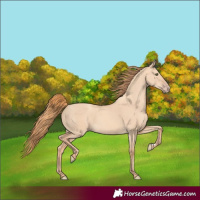 Horse Color:Gold Champagne Dun