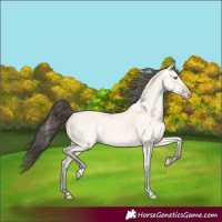 Horse Color:Amber Cream Champagne Dun 