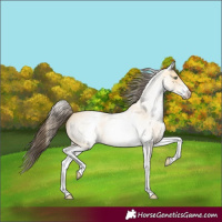 Horse Color:White Spotted Amber Cream Champagne Roan Dun