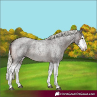 Horse Color:Liver Red Roan Mushroom Splash Appaloosa Rabicano