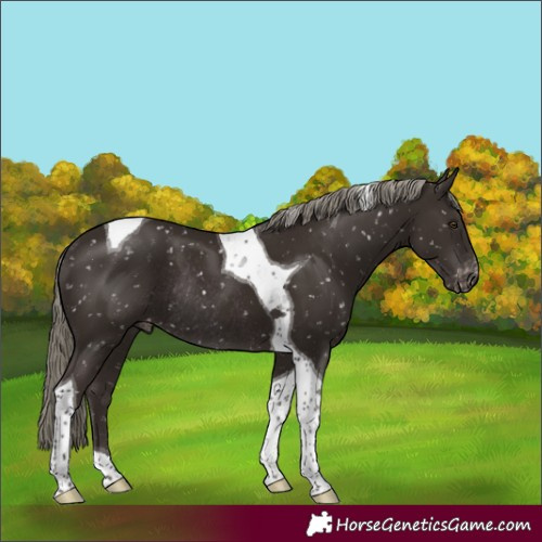 Horse Color:Liver Chestnut Mushroom Tobiano Appaloosa Rabicano