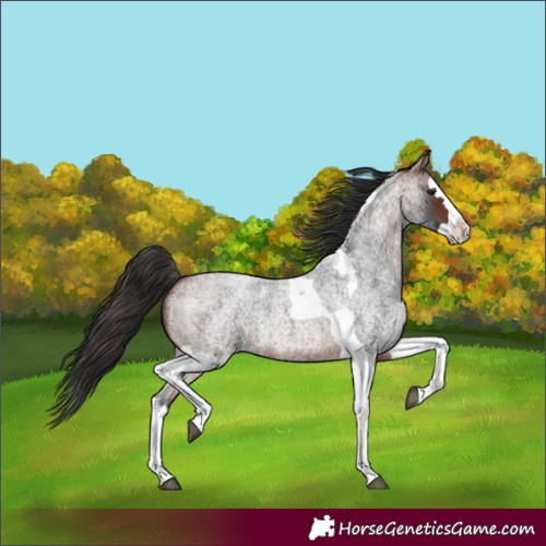 Horse Color:Bay Roan Splash Tobiano 