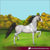 Horse Color:Bay Roan Splash Tobiano