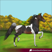 Horse Color:Brown Tobiano