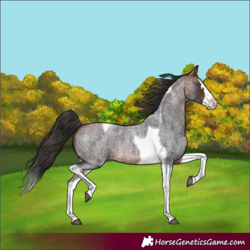 Horse Color:Bay Roan Splash Tobiano 