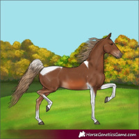 Horse Color:Chestnut Tobiano