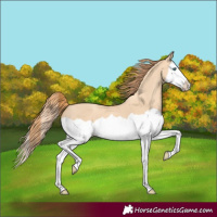 Horse Color:Gold Champagne Dun Splash 