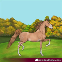 Horse Color:Gold Champagne Splash