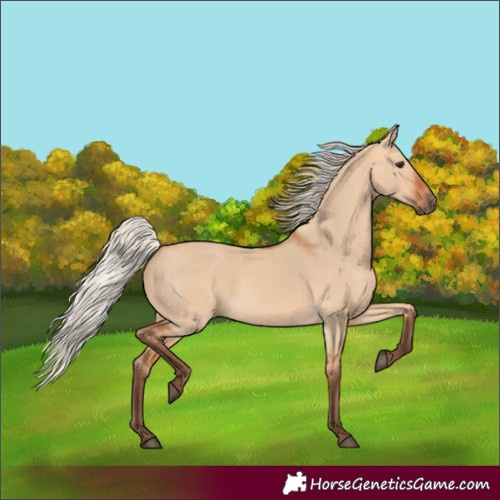 Horse Color:Silver Bay Dun 