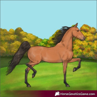 Horse Color:Bay 
