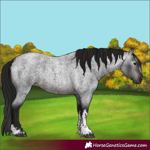 Horse Color:Gray White Spotted Brown Roan
