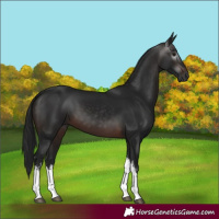 Horse Color:Gray White Spotted Brown 