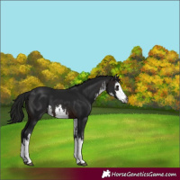 Horse Color:Gray White Spotted Brown