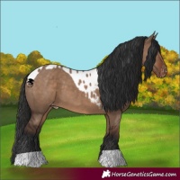 Horse Color:Liver Red Dun Skewed LP Spotted
