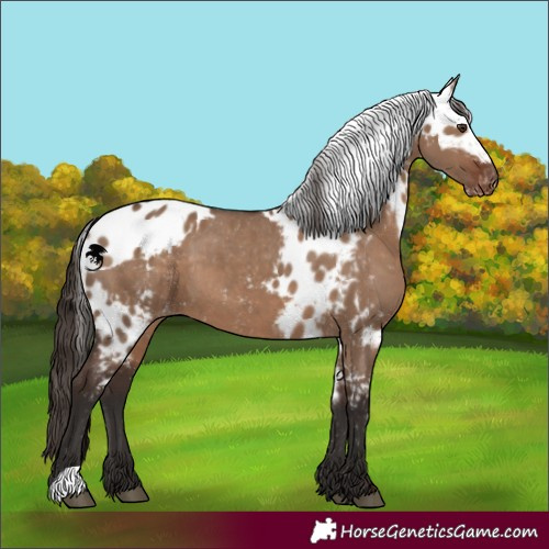 Horse Color:Liver Red Dun Skewed Appaloosa
