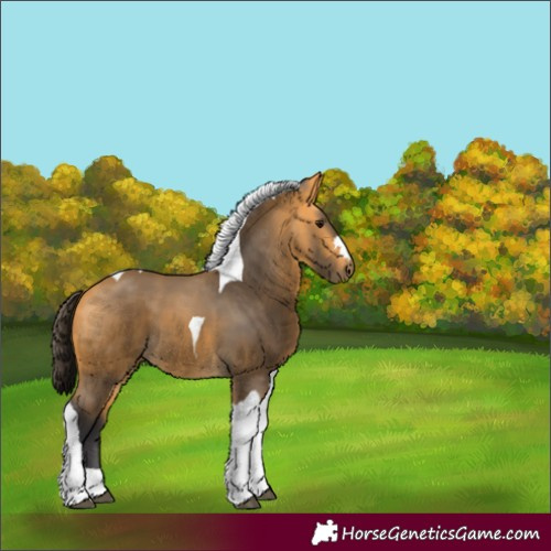 Horse Color:Unknown 