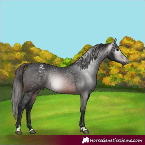 Horse Color:Gray Bay Appaloosa 