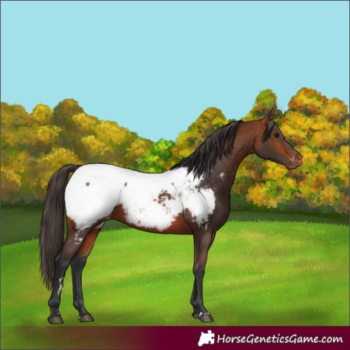 Horse Color:Bay Appaloosa