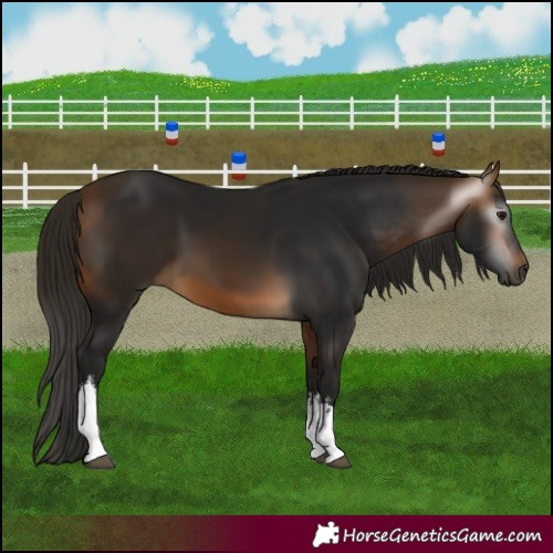 Horse Color:Gray White Spotted Buckskin 