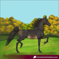 Horse Color:Buckskin 