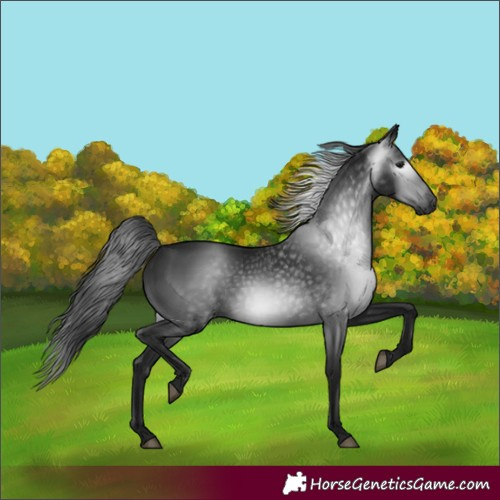 Horse Color:Gray White Spotted Black