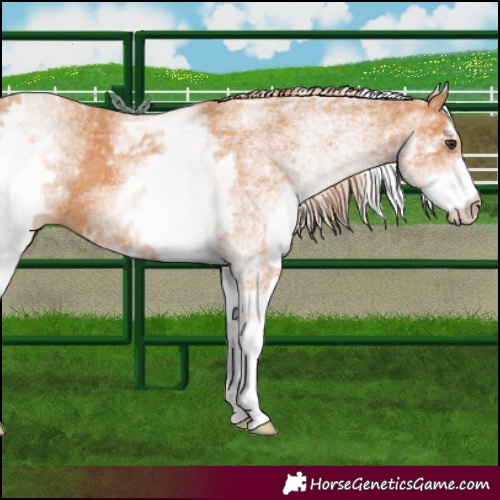 Horse Color:White Spotted Chestnut 
