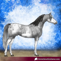 Horse Color:White Spotted Blue Roan Splash Frame Appaloosa 