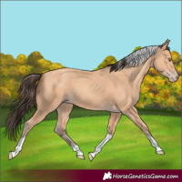 Horse Color:Amber Champagne Tobiano